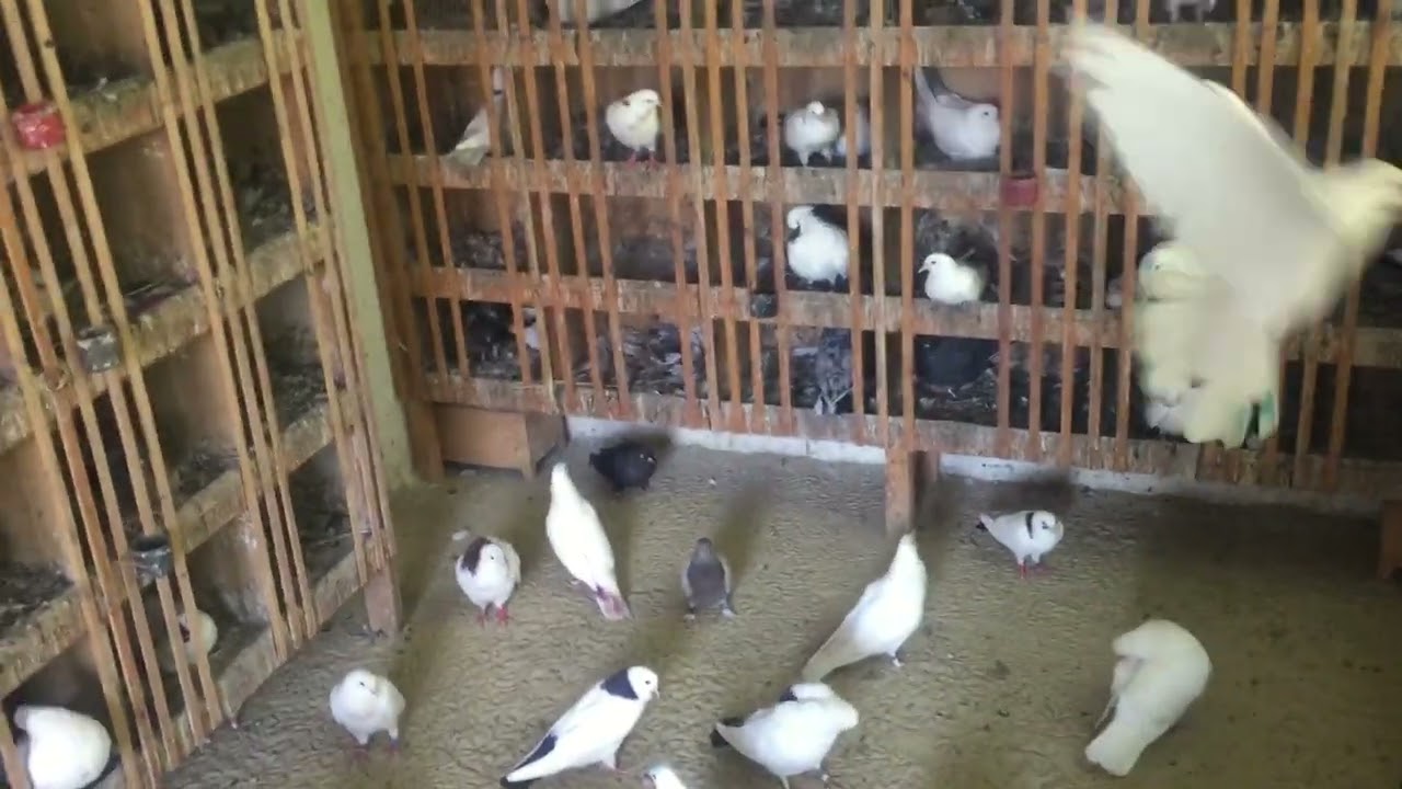 #Pigeons.Хорошие голуби и сильные голуби.