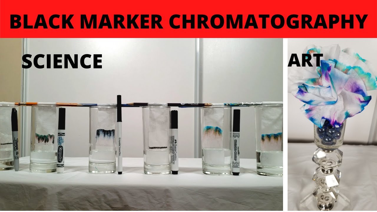 BLACK MARKER CHROMATOGRAPHY science- separating marker pigments with coffee filter paper