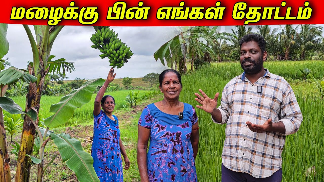 மழைக்கு பின் எங்கள் தோட்டத்தின் நிலை | our village life ♥️ | vanni vlog 