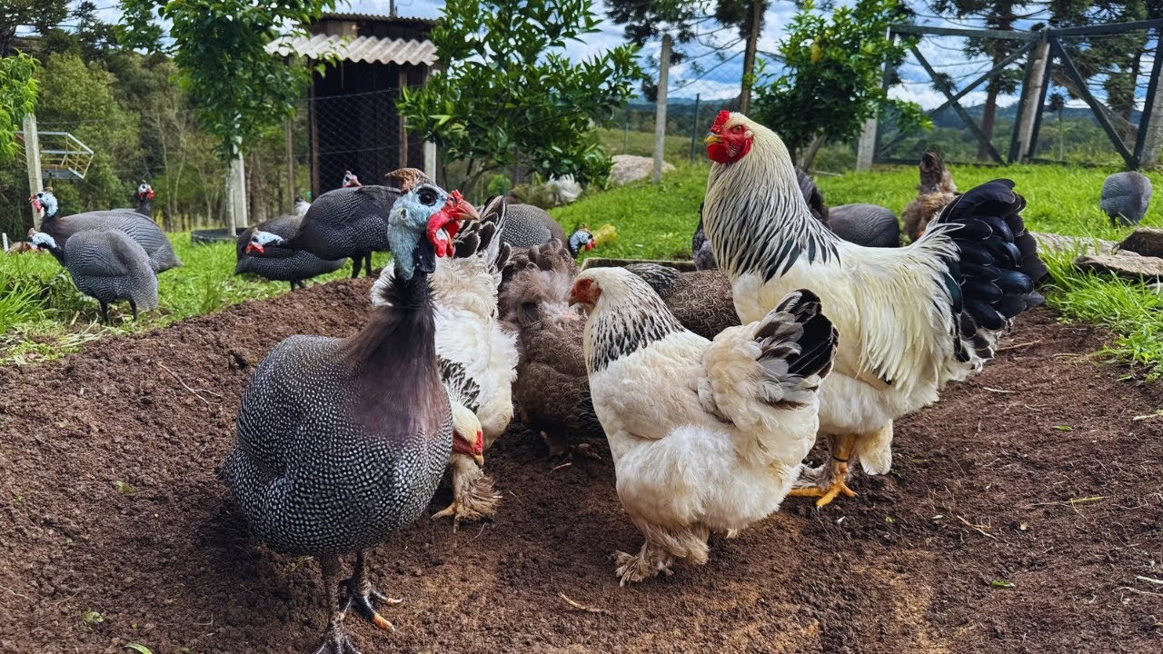 NOVA CHOCADA DE GALINHA BRAHMA E AMPLIAÇÃO DO LAGO DOS GANSOS