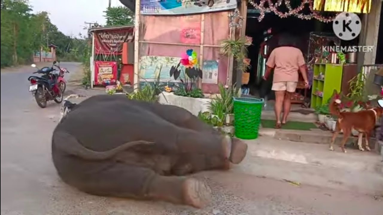 ลูกช้างงอแง..เกิดอาการหิวขนมหนักหนัก