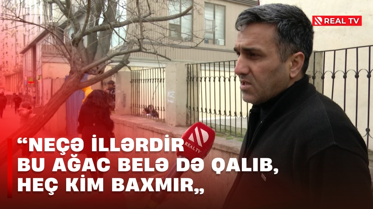Gövdəsi əyilən ağac şagirdlər üçün təhlükə yaradır