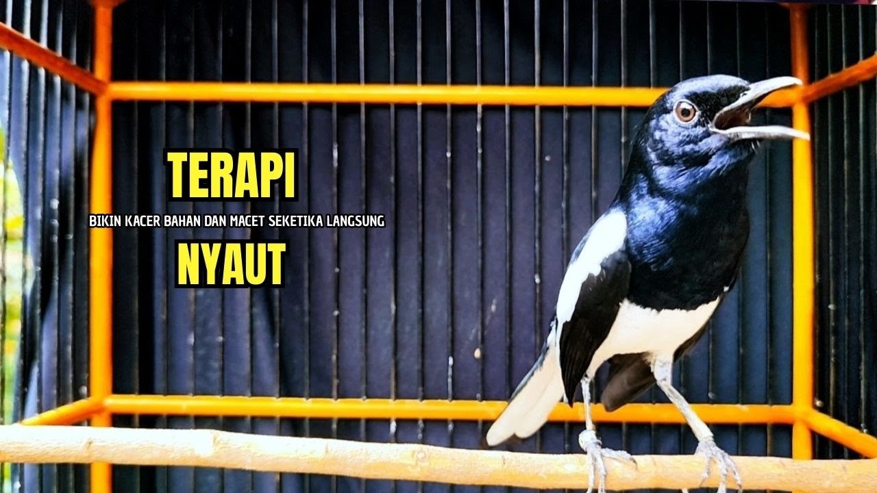 PANCINGAN KACER bahan SUSAH bunyi, KACER GACOR NGEPLONG bikin KACER MANAPUN ikut GACOR