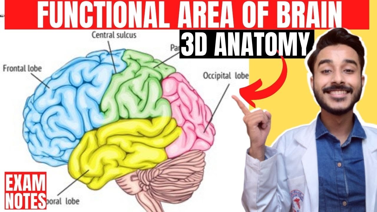 functional area of cerebrum anatomy 3d | anatomy of cerebral cortex functional area of brain