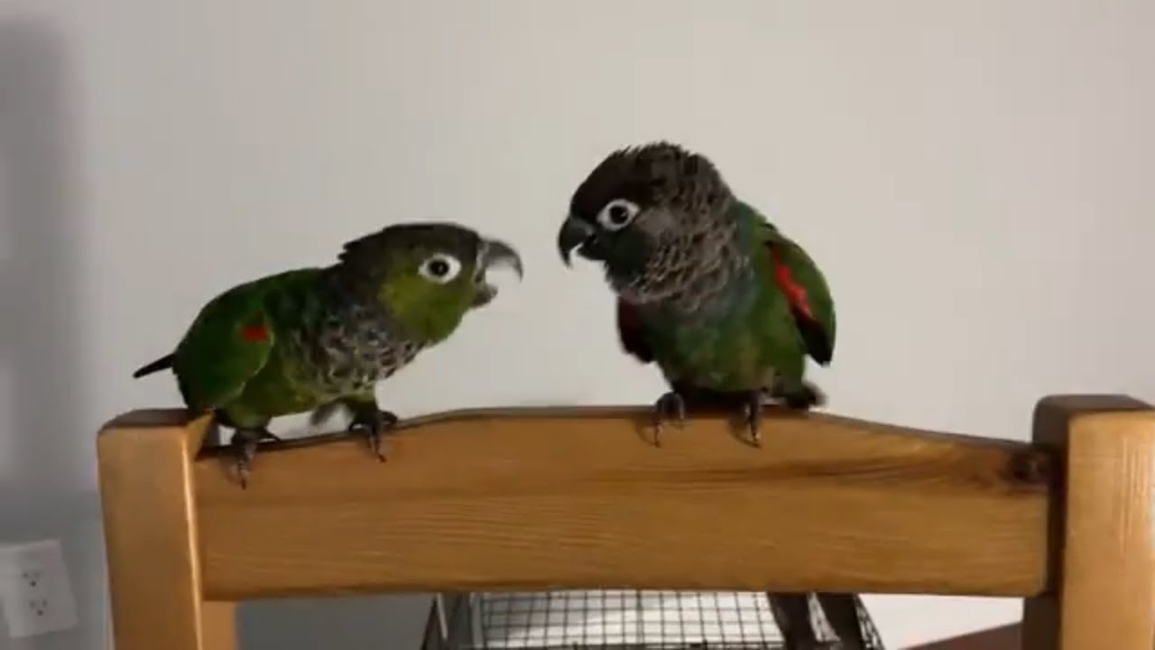 New bird? Tips on how to make them friends