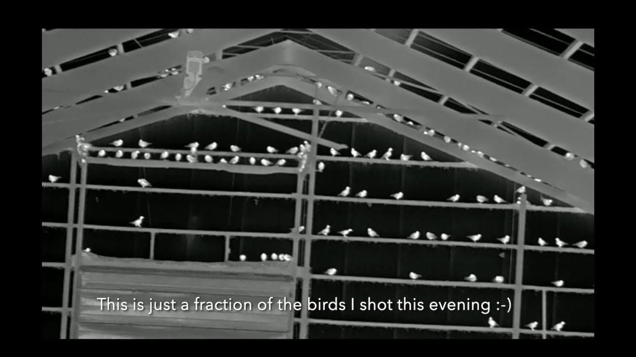 Pigeon Pest Control etc.