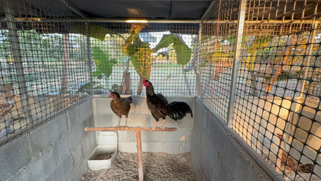 ล็อคชำไก่ #ล็อคผสม#เล้าไก่ #ไก่ปล่อยฝูงบรรยากาศเช้าๆ