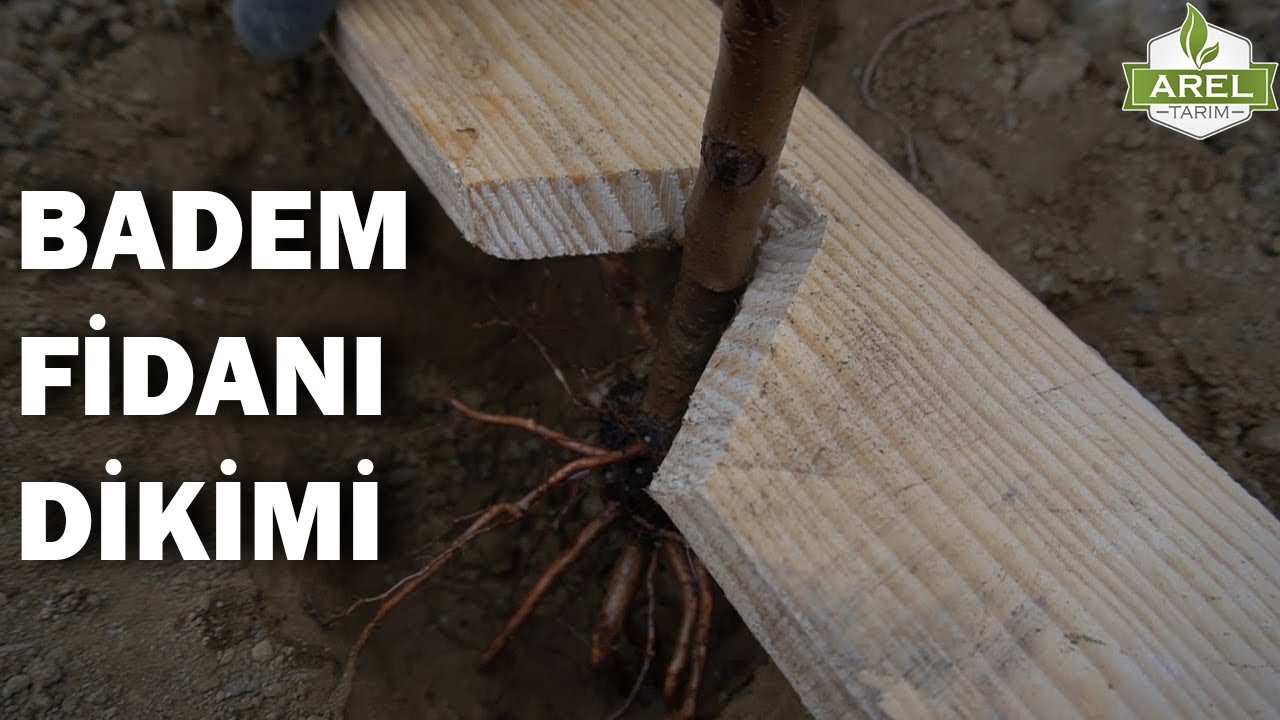 BADEM FİDAN NASIL DİKİLİR ?