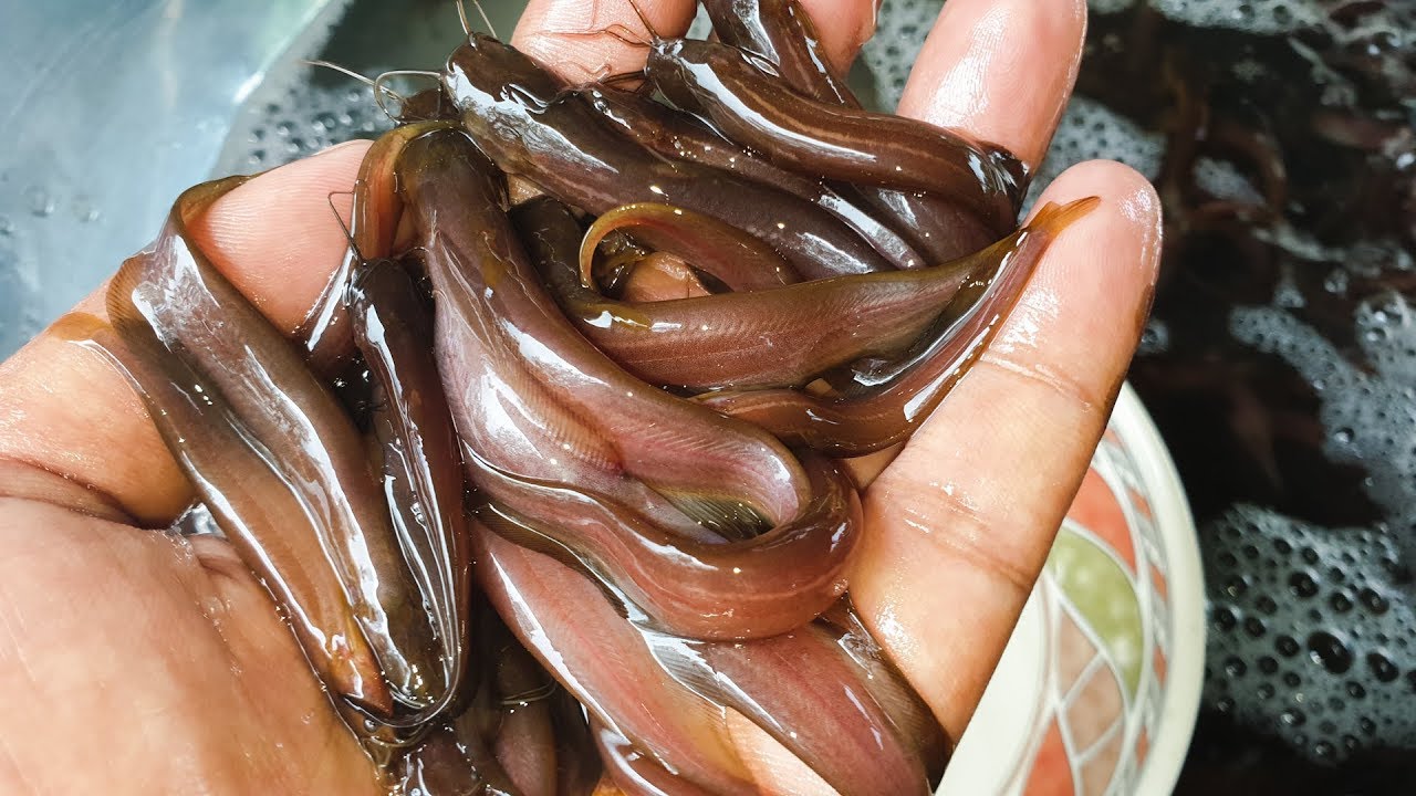 Deshi Shing fish farm | Best Quality Catfish seeds