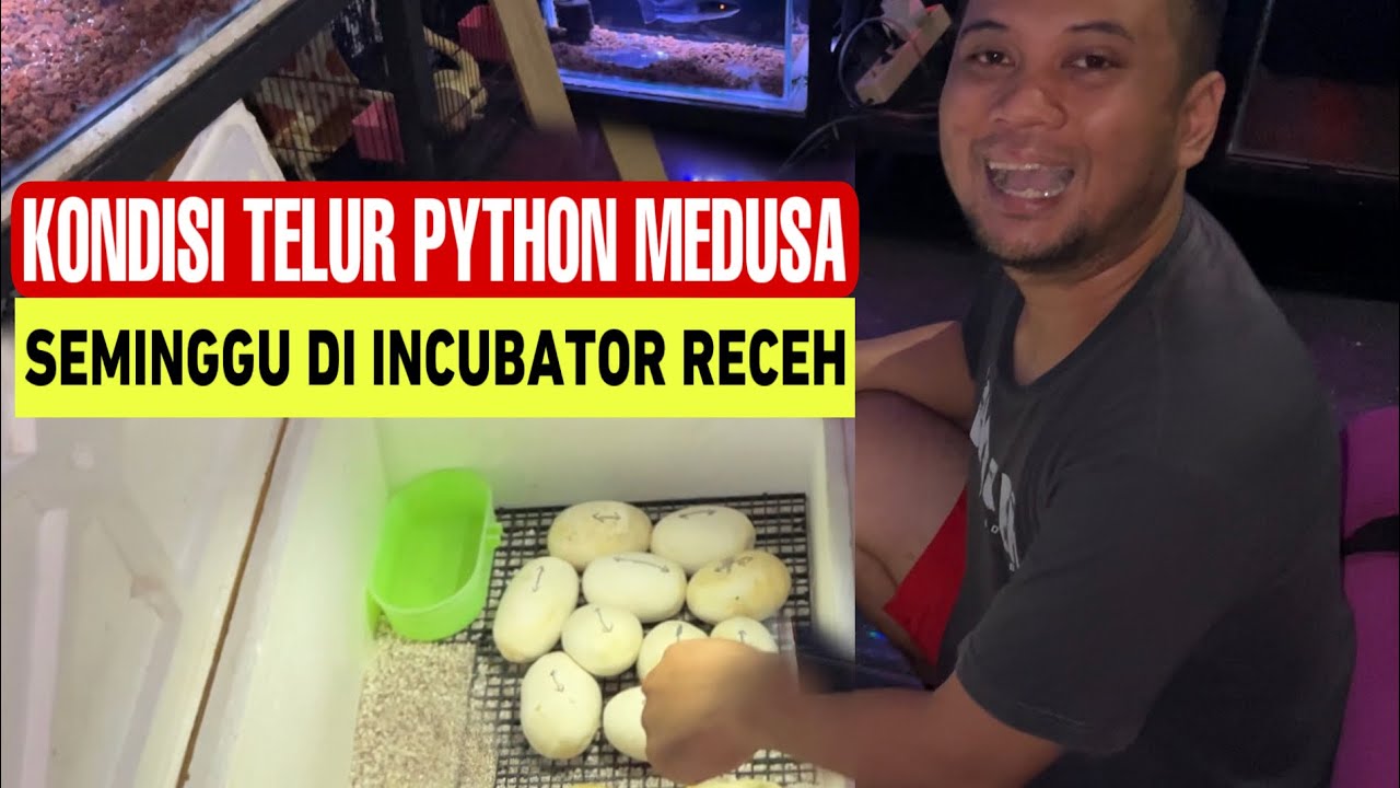 PANJI CEK KONDISI TELUR PYTHON TERNAKAN DI INCUBATOR