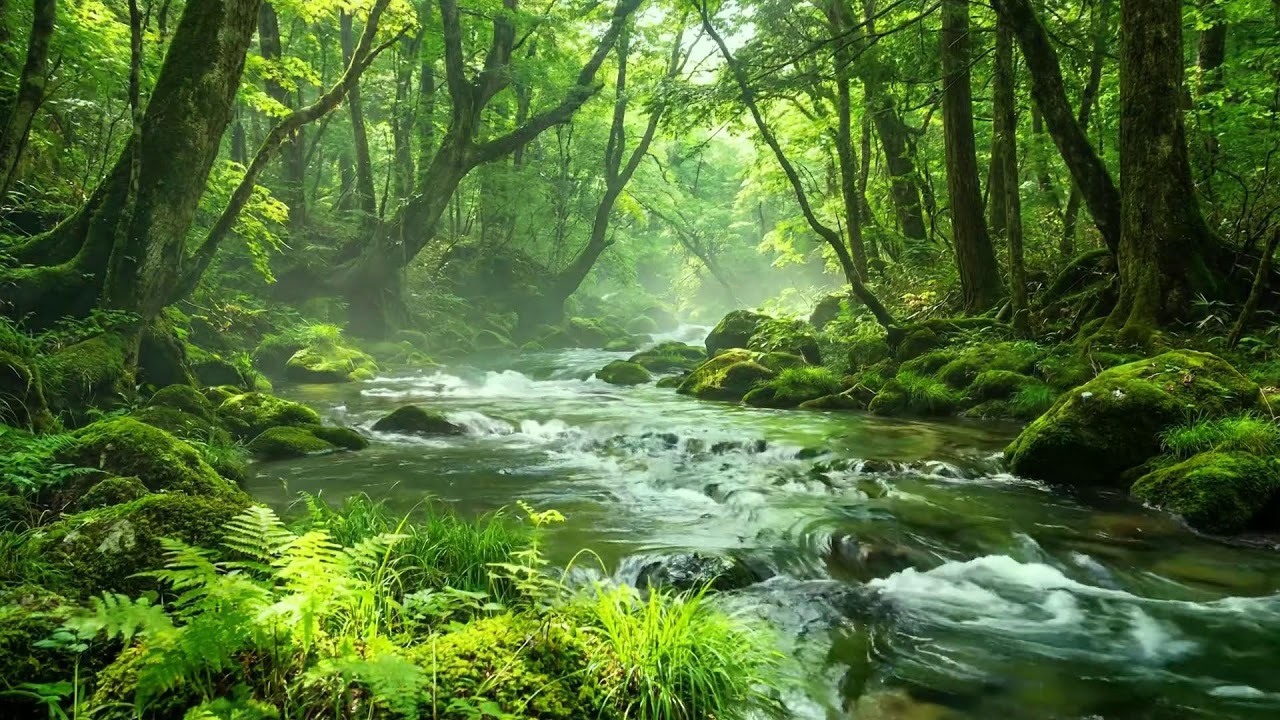 Forest Stream Flow and Birds Singing, Ten Hours of Calming White Noise and Relaxing Water Sounds