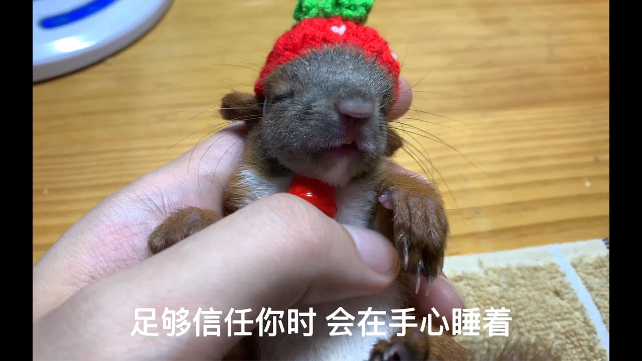 【小松鼠喂奶教程】3分钟教你怎么把松鼠宝宝喂奶养大