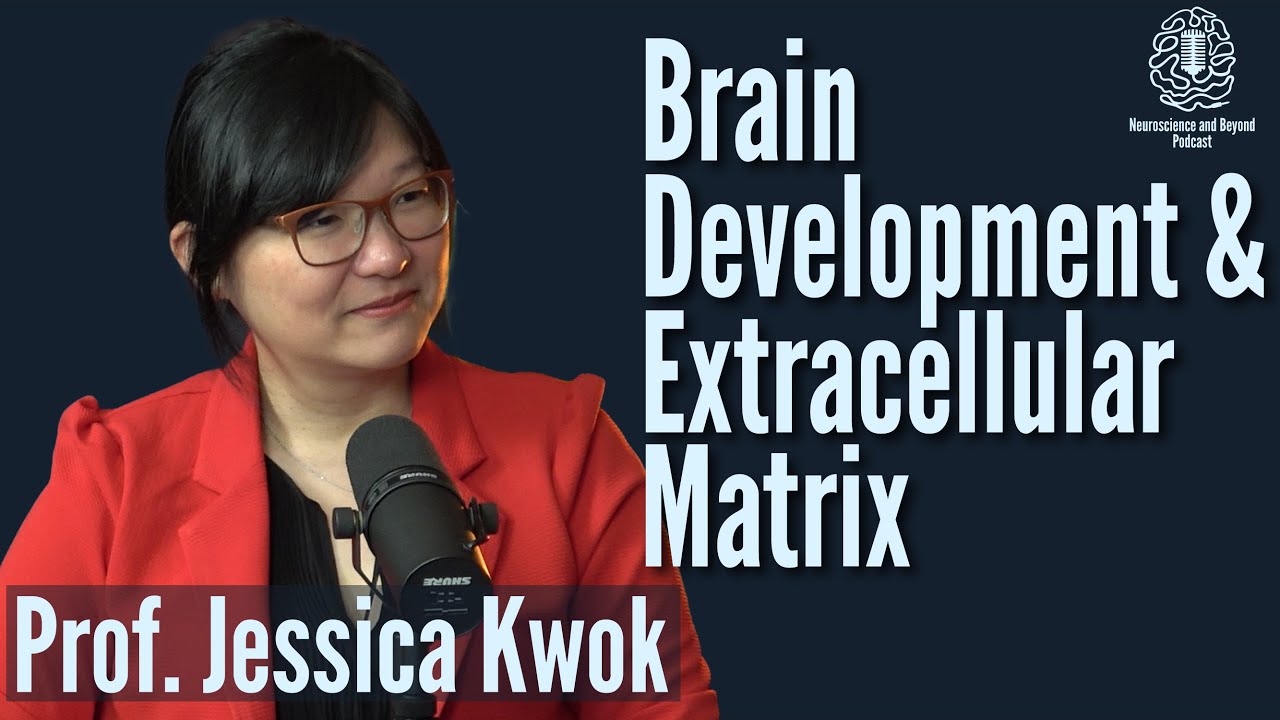 How is brain development shaped by the Extracellular Matrix