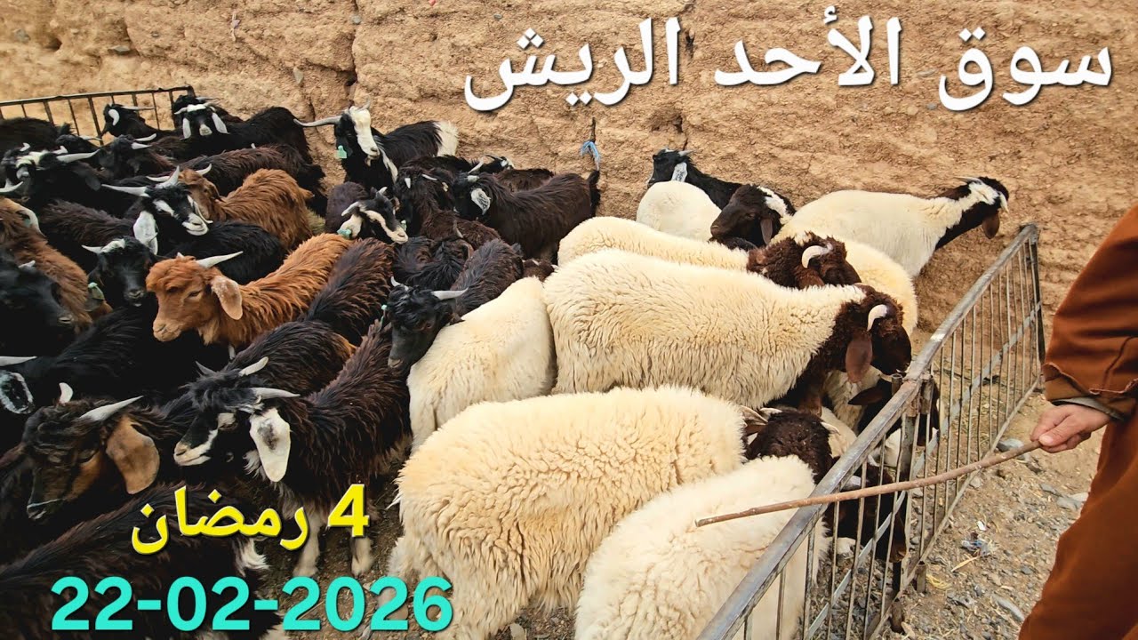 سوق الأول في #رمضان ,الأحد بمدينة الريش إقليم ميدالت 22-02-2026،#ثمن الخرفان ألخروفات ألمعيز#المغرب