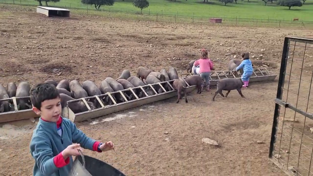 Matanza Sosna 2024