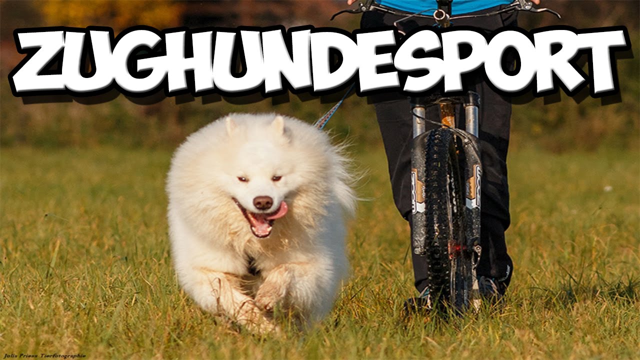 Hundesport: Zughundesport! Alles über Bikejöring, Dogscooter, Canicross, Schlittenhundesport und Co.