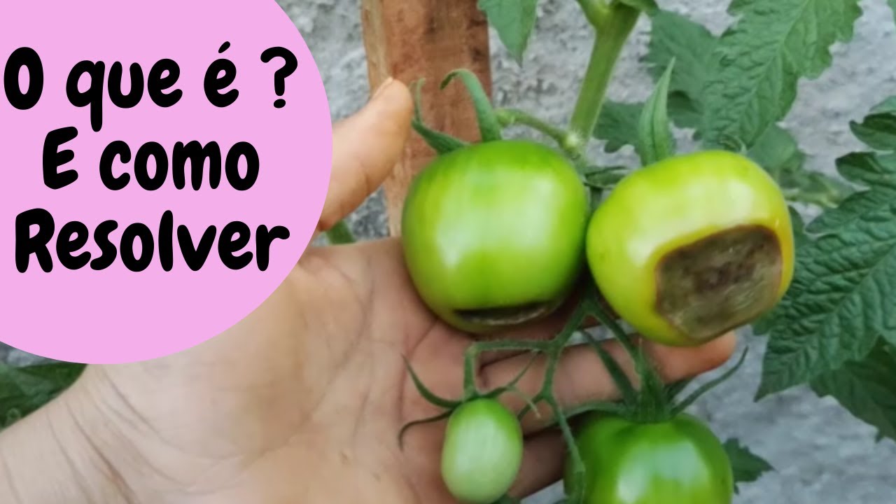Tenha TOMATES lindos usando este ADUBO e acabe com a podridão apical