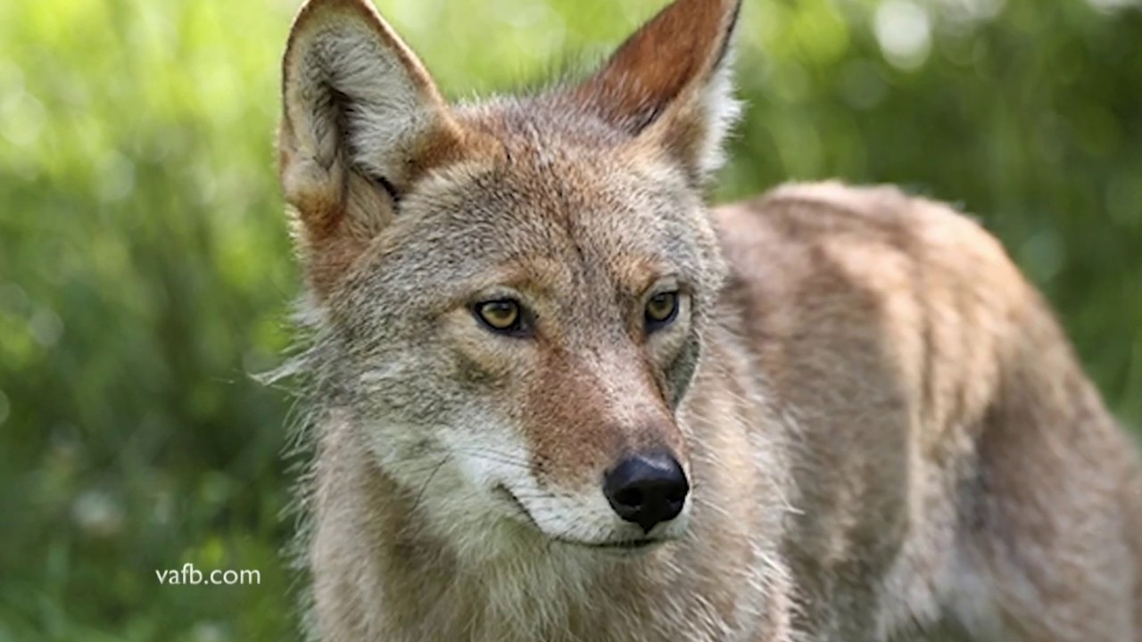 Predator Control Program