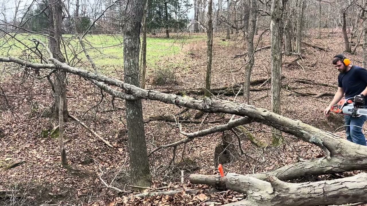 Cutting shagbark hickory with husqvarna 562markII