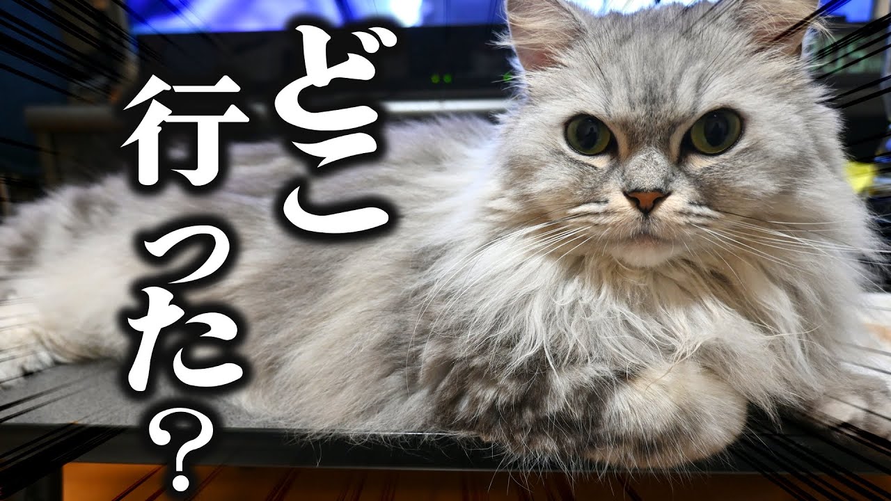 3分留守にしただけでギャン泣きする猫がこちらです！