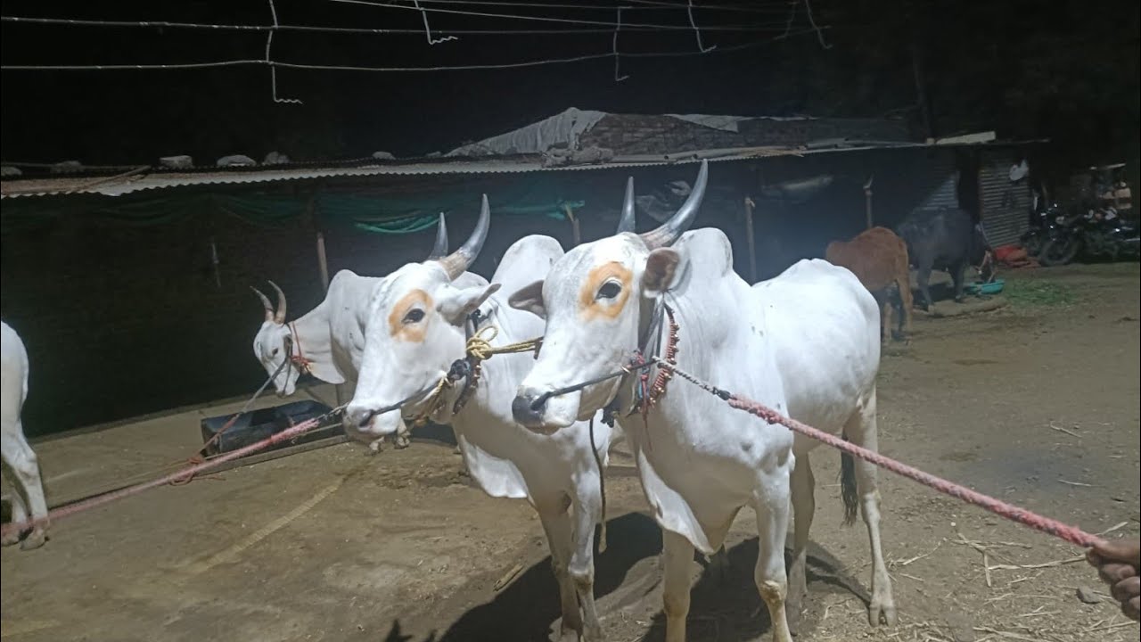 खिलारी बैल आहे. गाव शिंपेगाव ता गेवराई जि बीड. मो. +91 99220 71254 (17 March 2026)