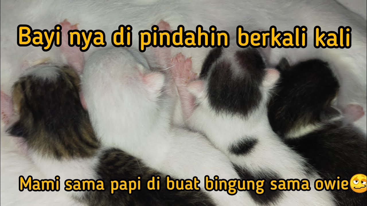 MAMI DI BIKIN BEGADANG LAGI SAMA OWIE!!!