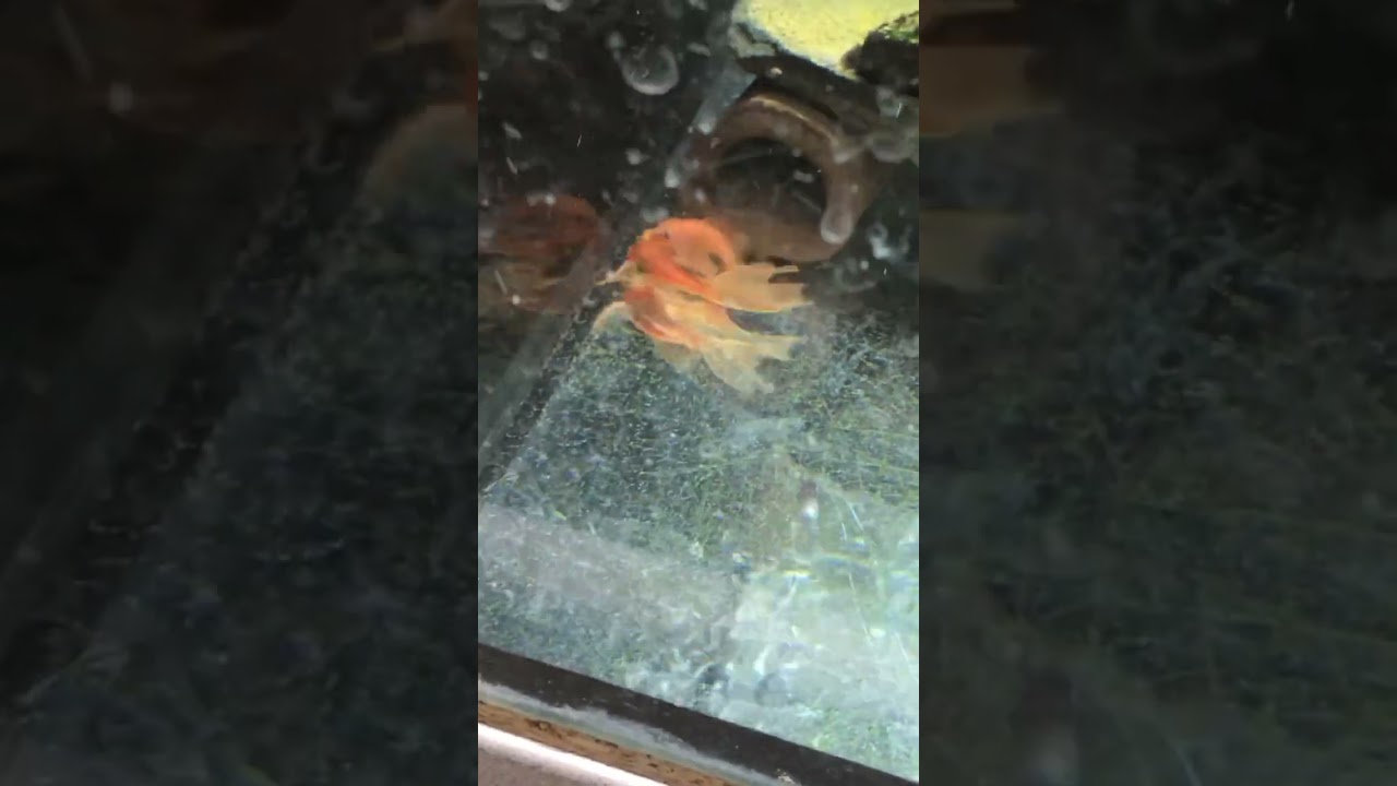 Вот и решили кто здесь альфа #aquarium #pleco #l144  #superred