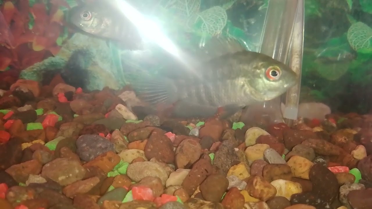 as&iacute; est&aacute;n mis chanchitas bebes de la chanchita grande