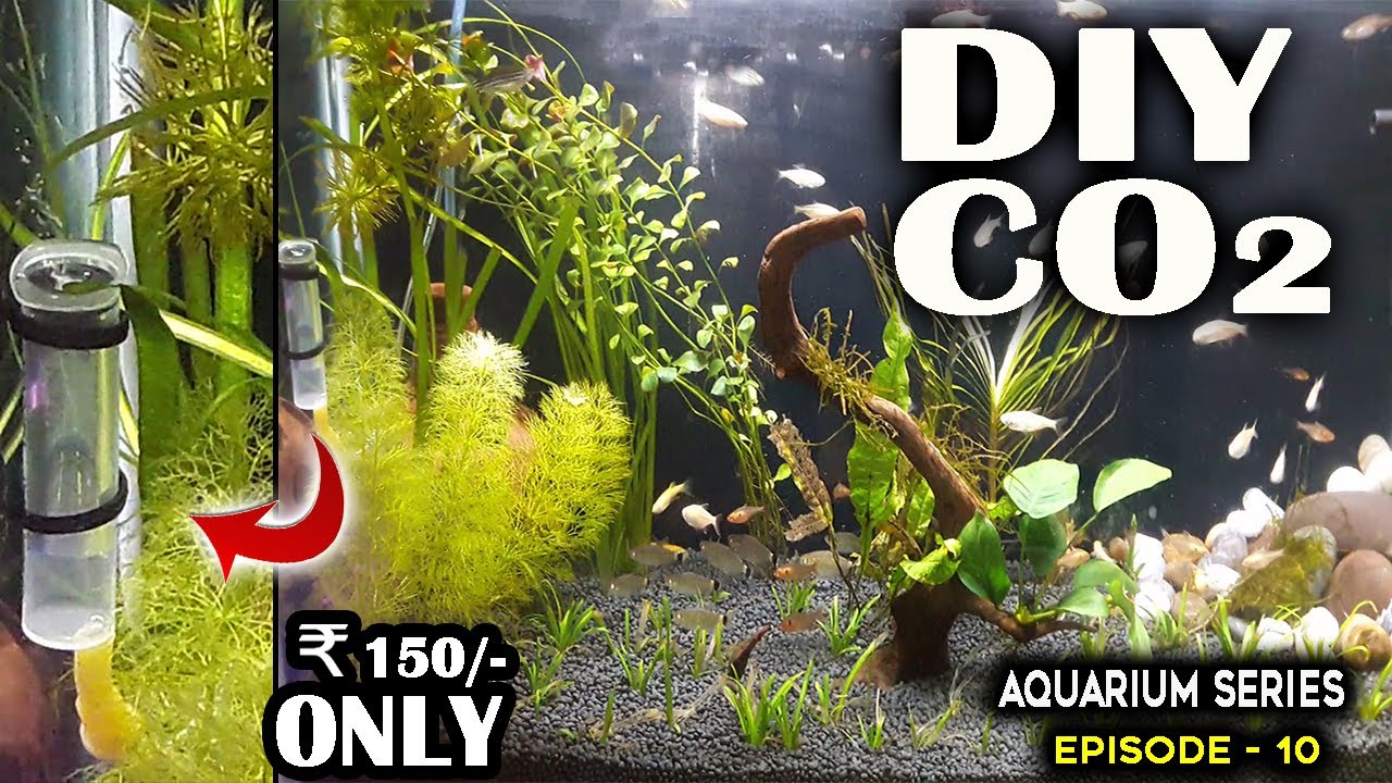 DIY CO2 System for Planted Aquarium under  ₹150 | Aquarium Series Episode 10