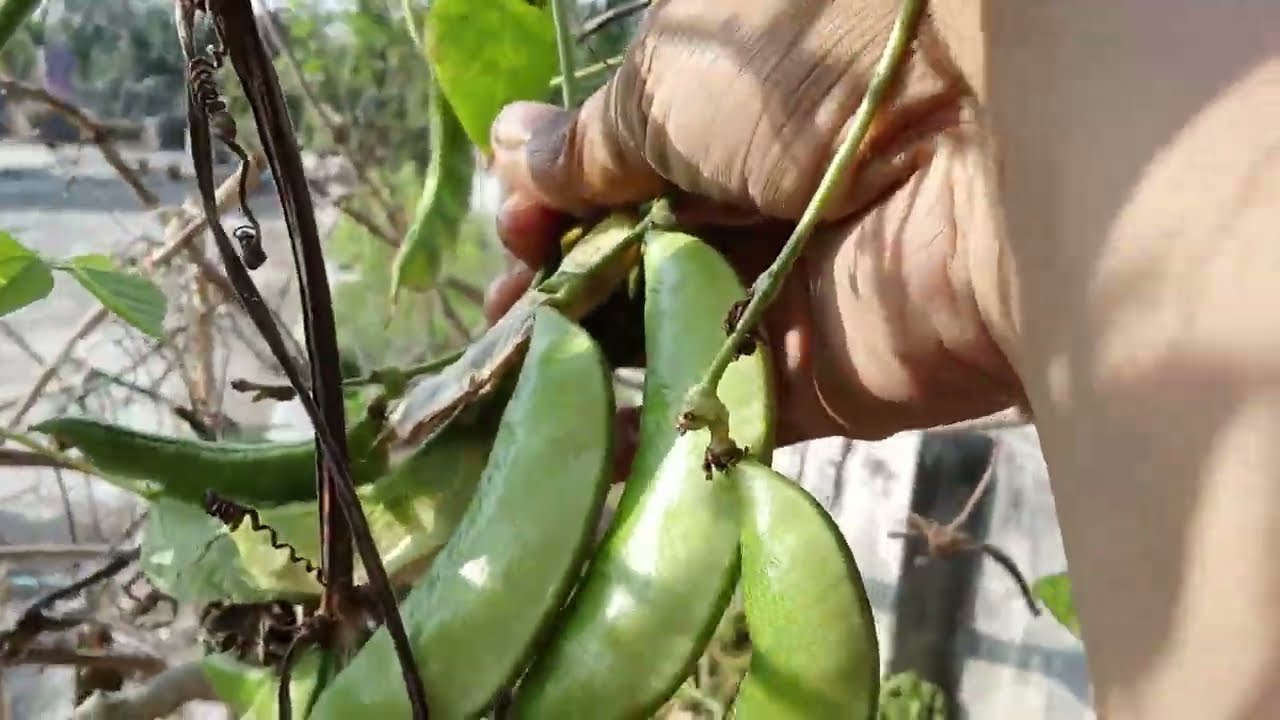 ছাদে কি কি আছে একটু দেখালাম আর কি সবজির বীজ লাগাই দেখেন 