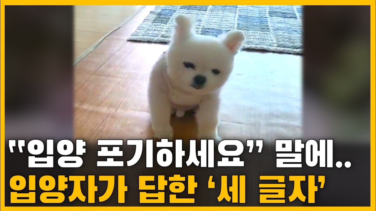 입양 3일 만에 이상 행동 보이는 강아지.. 입양자에게 ‘포기’를 권하자..