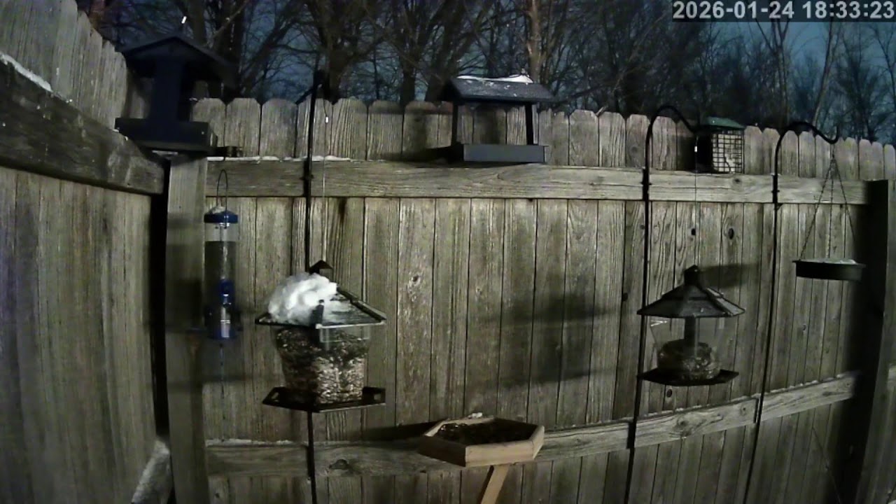 Bird Feeder Cam - Oklahoma