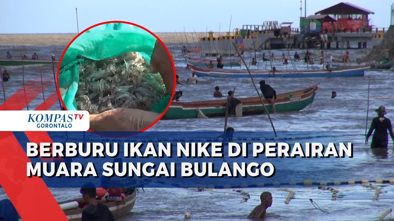 Puluhan Nelayan Gorontalo Berburu Ikan Nike di Perairan Muara Sungai Bolango