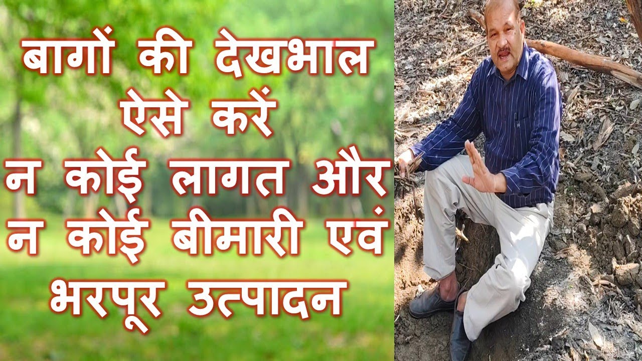 फलों के बाग से बिना लागत के अधिक उत्पादन ऐसे प्राप्त करें
