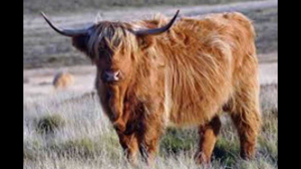 aurochs