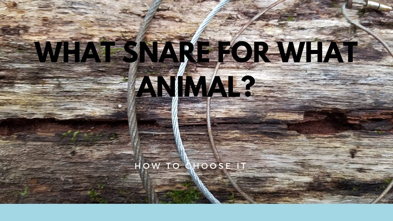 What Type of Snare for What Animal?