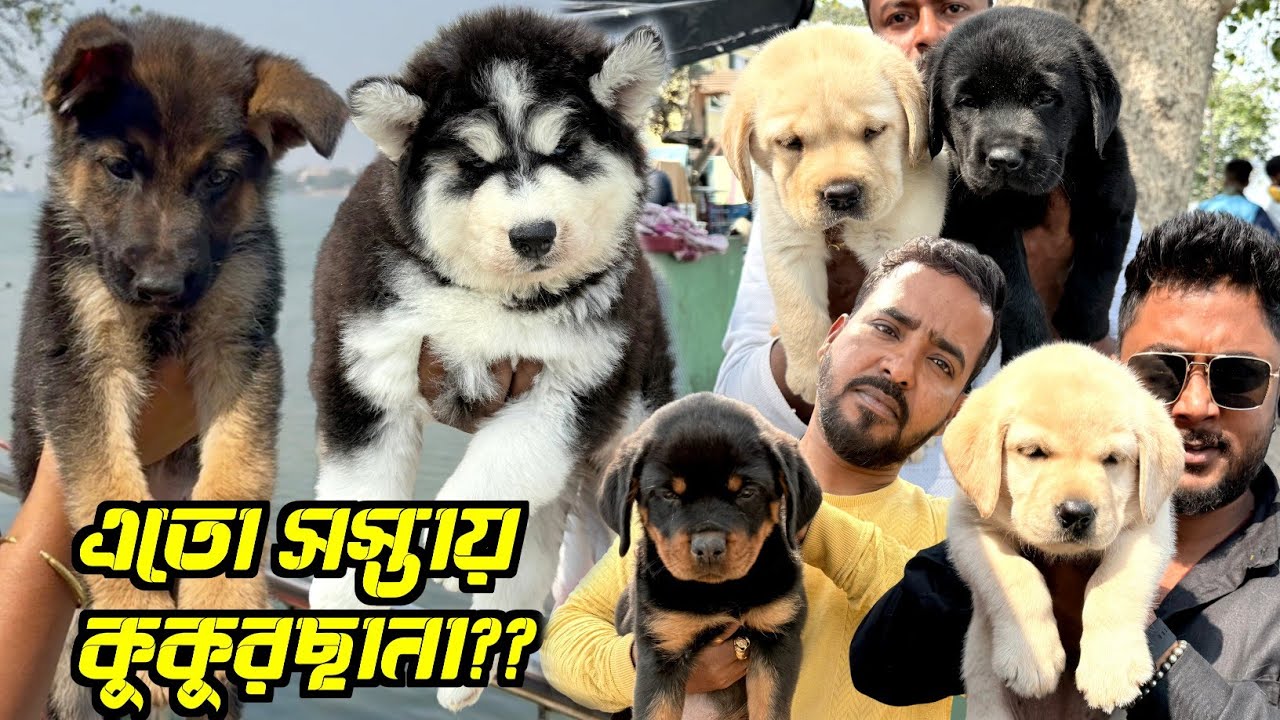 5500 টাকায় German Shepherd Male Puppy. Serampore Pet Market. Dog Market in Kolkata.
