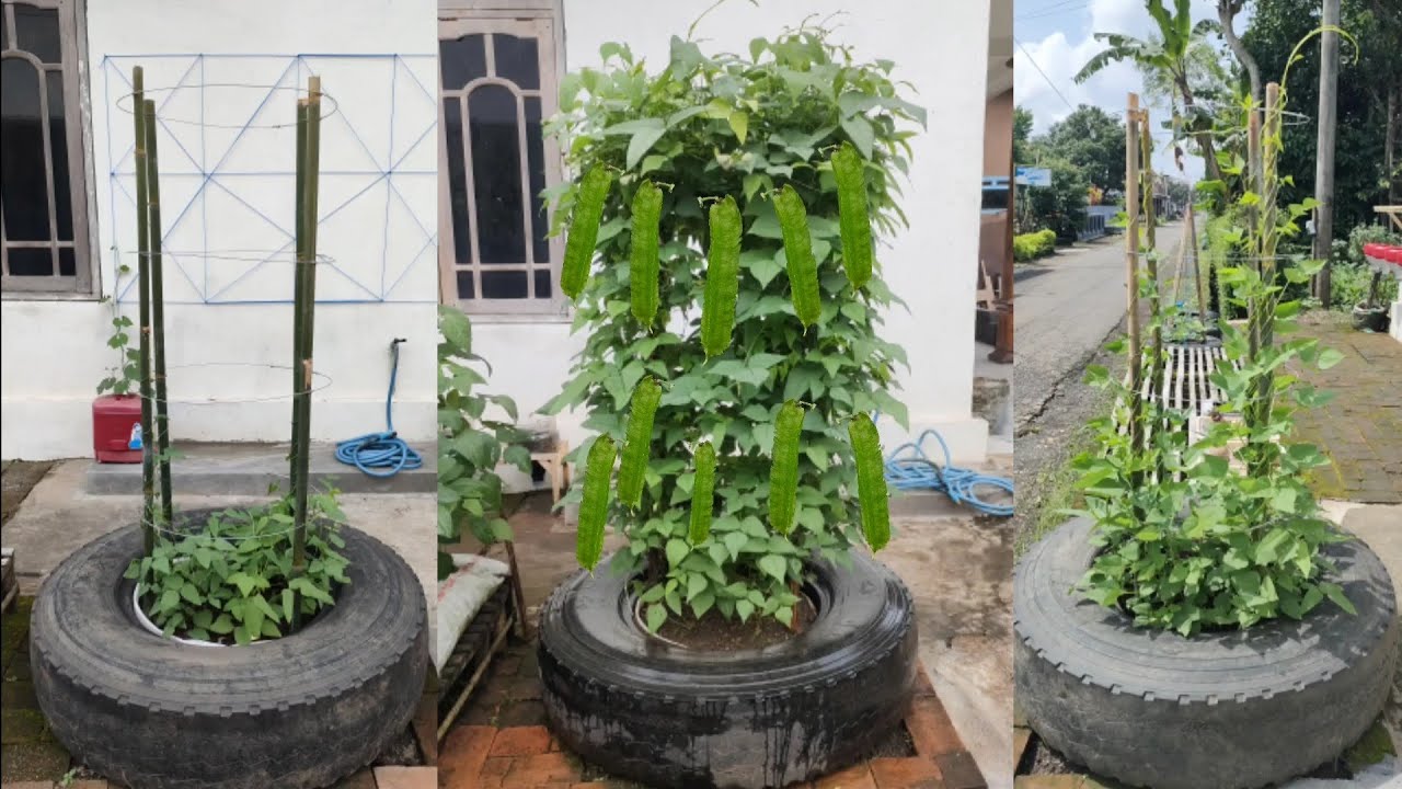 cara menanam kecipir supaya berbuah lebat || how to plant winged bean so that it bears fruit