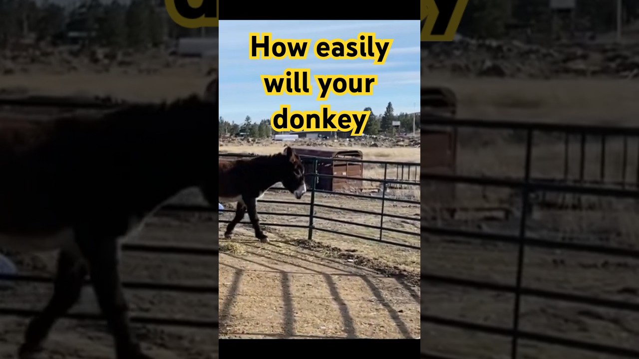 Donkey Challenge - Try this with your donkey - Training Donkeys