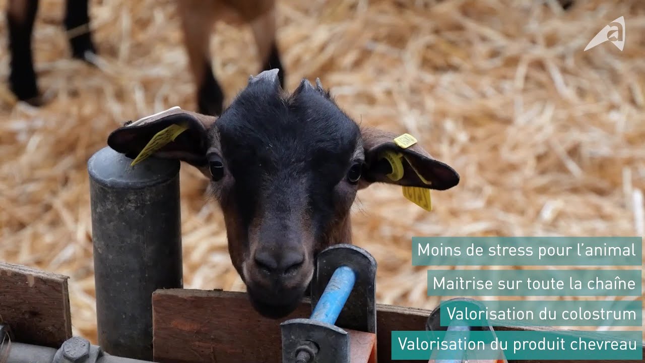 Engraissement des chevreaux à la ferme, et si je m’y mettais ?