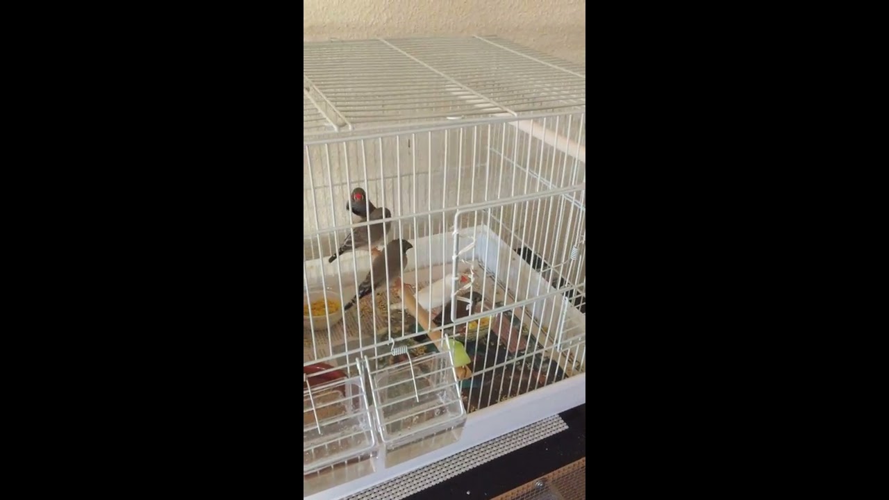 How to make egg food for finches.