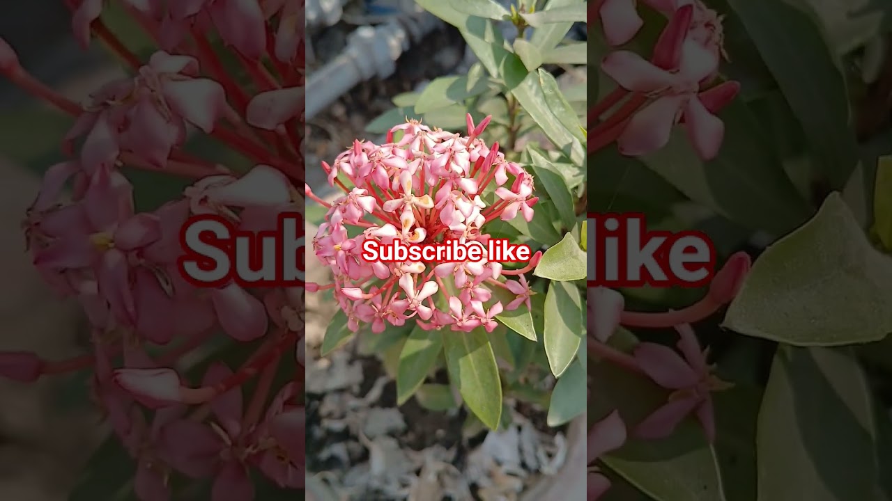 শুক্রবার ভুলে ও  পাঁচটি কাজ করবেন না 
