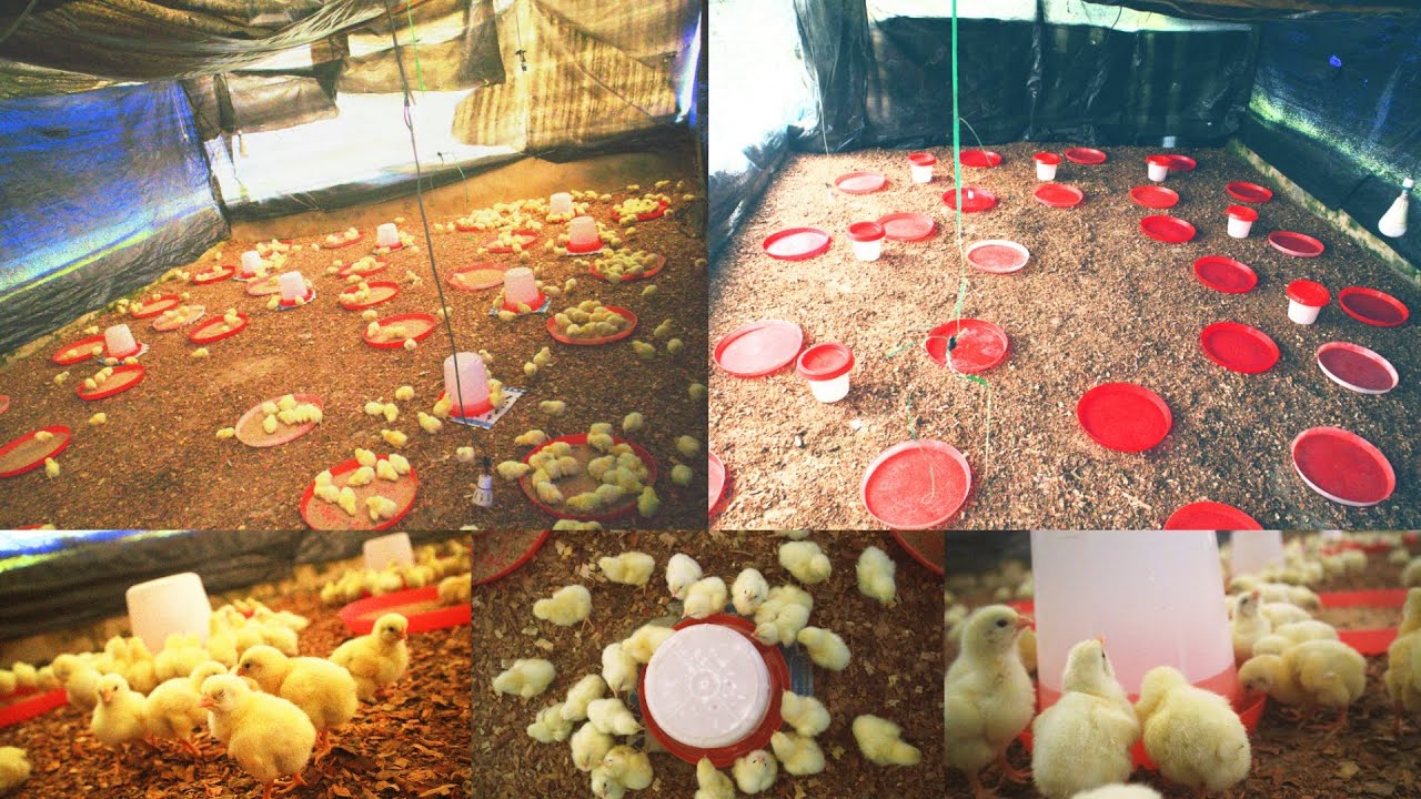 BROODING 500 Broilers chicks without HEAT. Is it POSSIble?