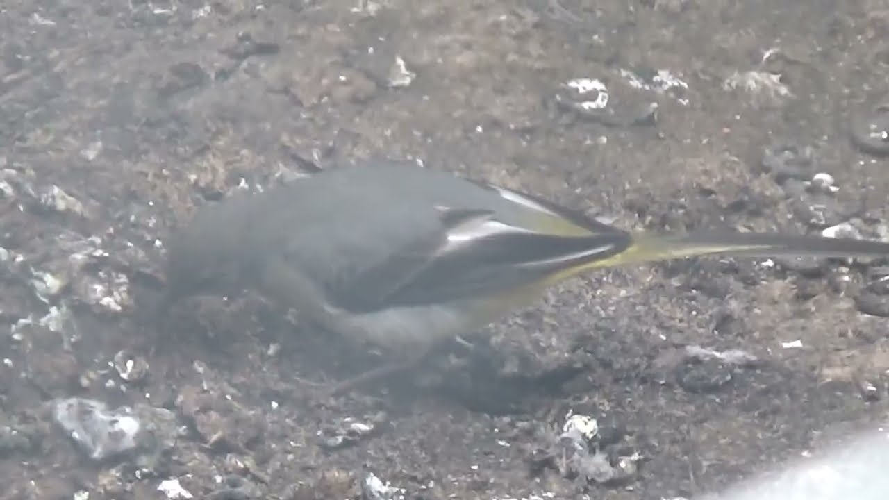 Grey Wagtail Bird England