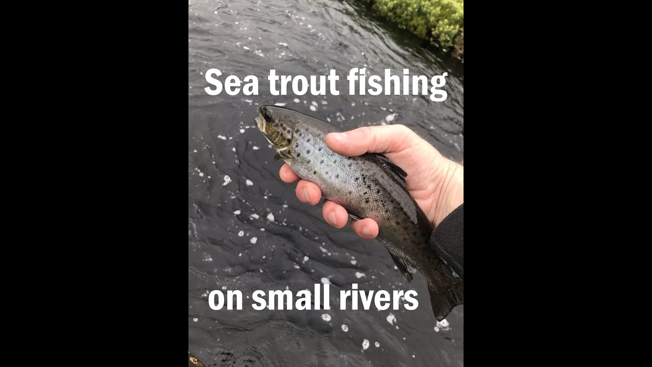 Sea trout fly fishing on small rivers