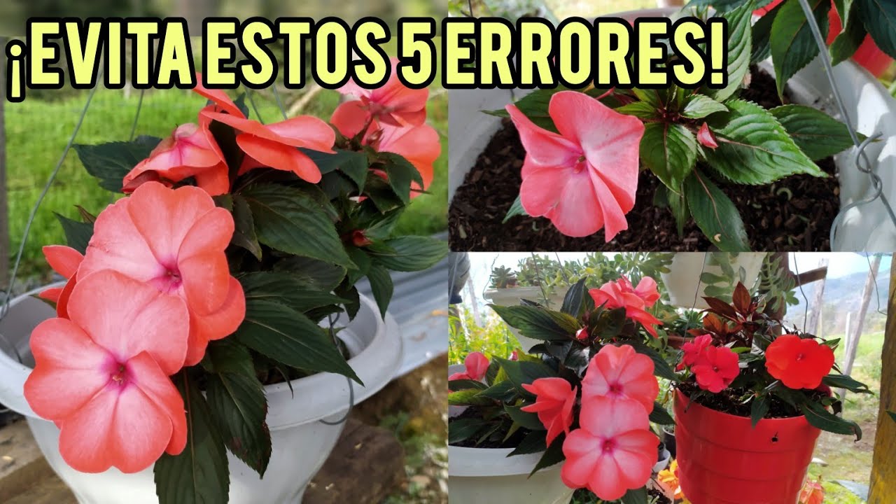 ¡5 ERRORES Comunes que MATAN tus Alegrías del Hogar! Descubre Cómo Mantenerlas Siempre Florecidas 🌸