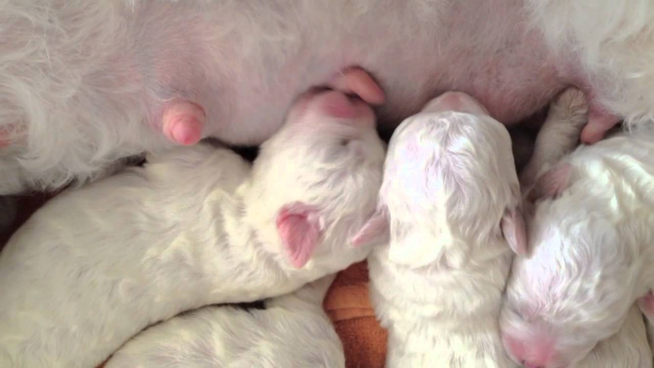 ビションフリーゼの子犬たち