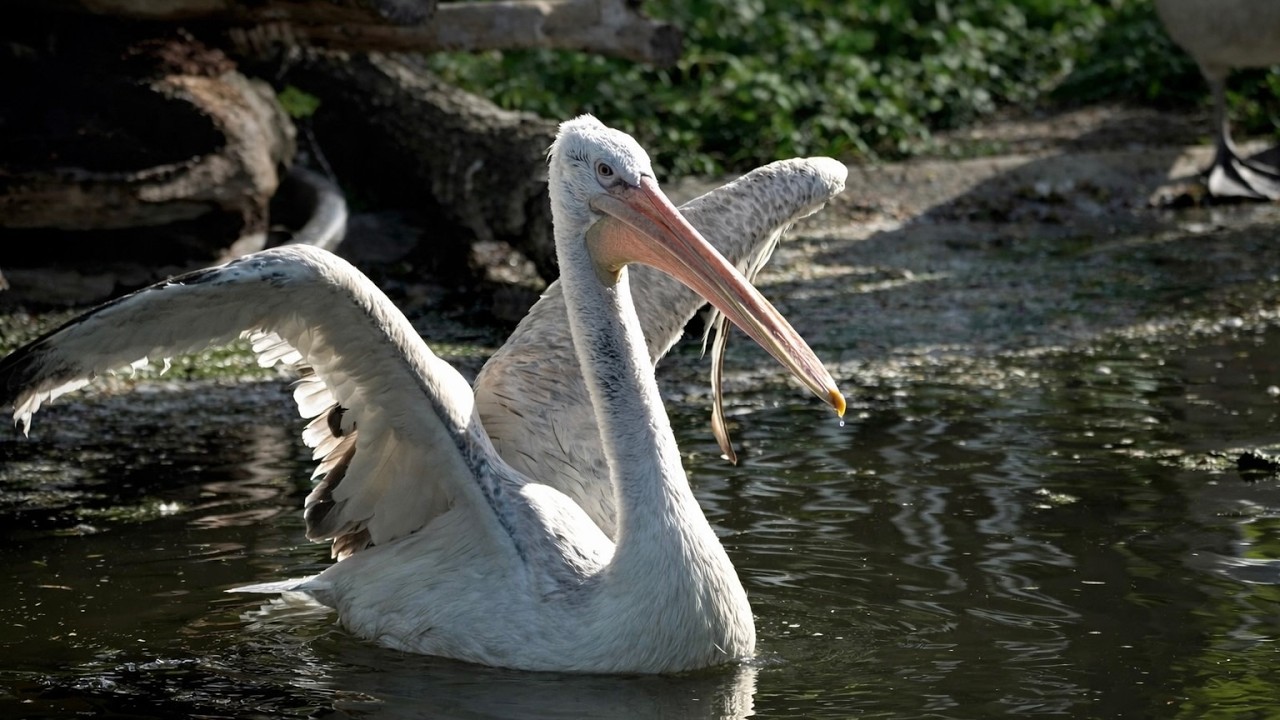 Happy Pelicans Splashing and Flapping