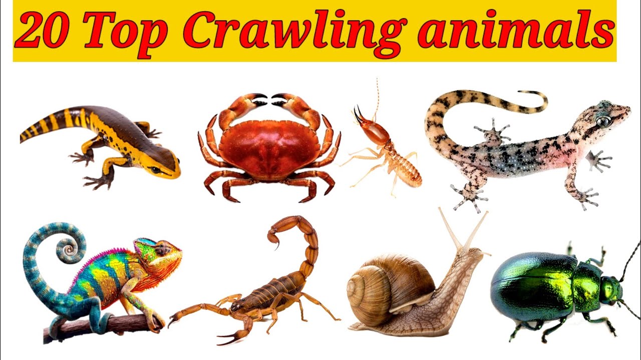 20 रेंगने वाले जानवरों के नाम | Crawling Animals Name for Kids | Learn 20 Crawling Animal in English
