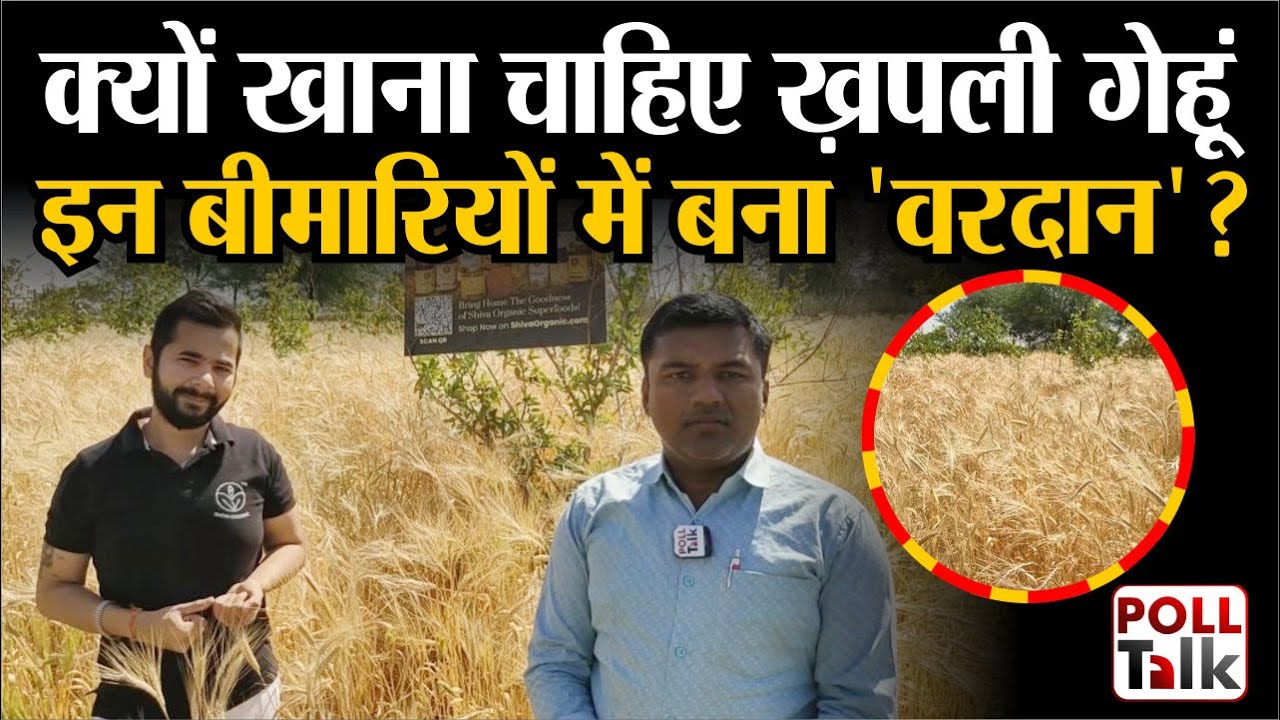 Khapli Wheat: खपली गेहूं खाने से दूर होंगी बीमारियां, किसान भी होगा मालामाल l Emmer wheat | Diabetes